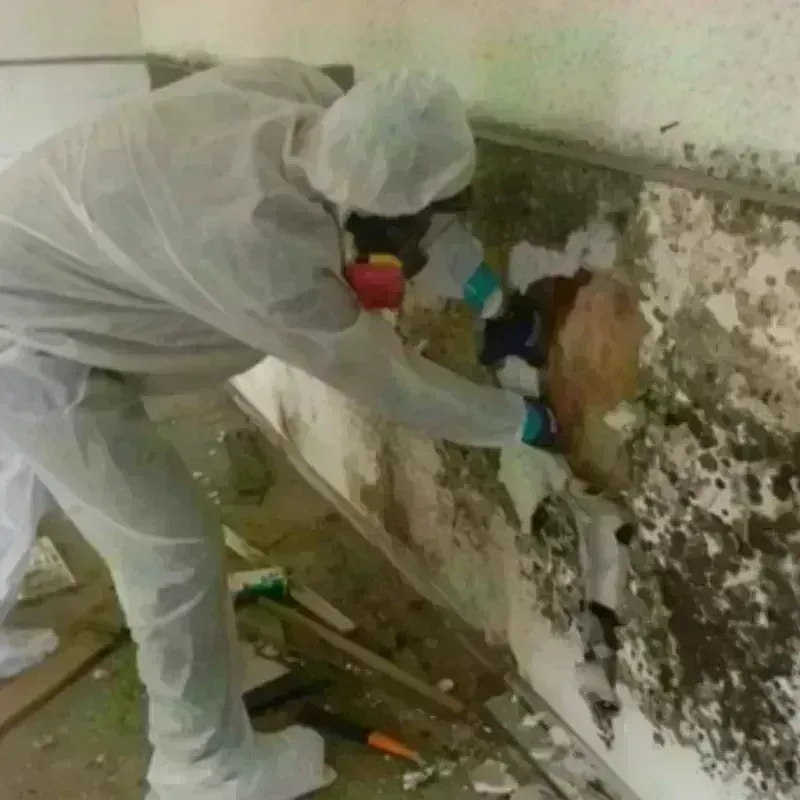 Mold Remediation and Removal in Waverly, MI